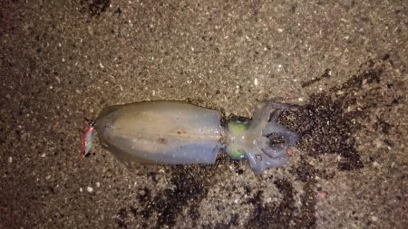 まさかのアオリ