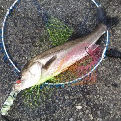 デイゲーム湾奥調査