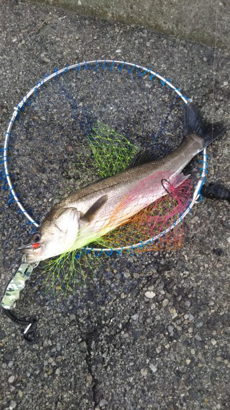 デイゲーム湾奥調査