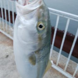 久々によく釣れた