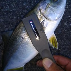 シーバスとツバス調査