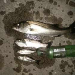 ナイトフィッシング（投げ釣り）シーバス