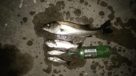 ナイトフィッシング（投げ釣り）シーバス