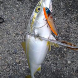 シーバスとツバス調査