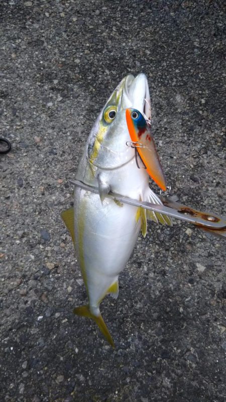 シーバスとツバス調査