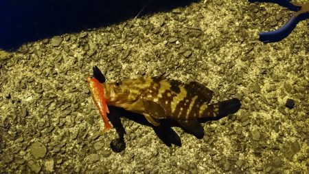 練習兼ねてアコウちゃん釣り