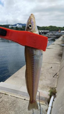 ビッグキス！！