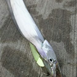 【新門司】タチウオ調査2