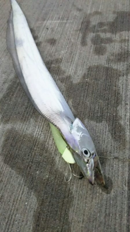 【新門司】タチウオ調査２