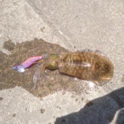 え?秋イカかな?