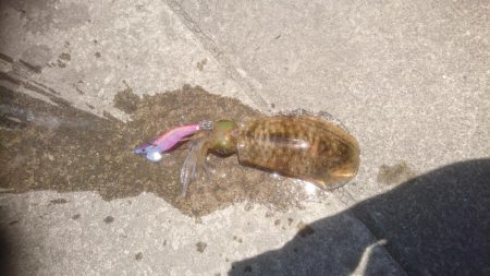 え?秋イカかな?