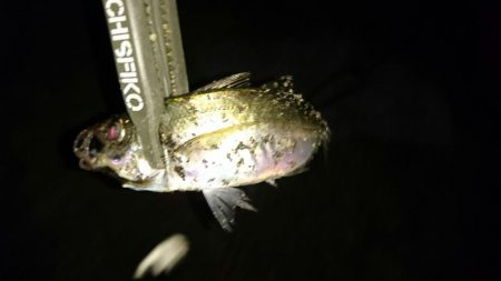 アジングでアジ釣れました。