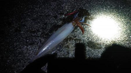 今年初の白イカ