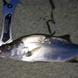 海水浴ついでの釣り