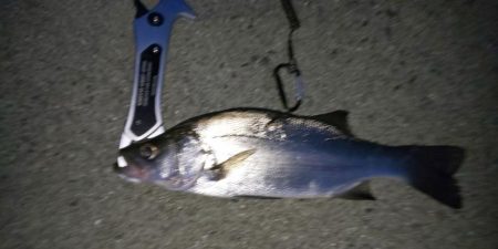 海水浴ついでの釣り