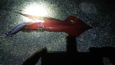また白イカ爆釣