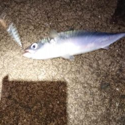 久しぶりのサバゲー