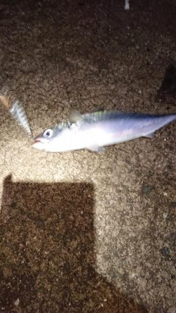 久しぶりのサバゲー