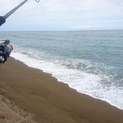 ミニでも一応青物