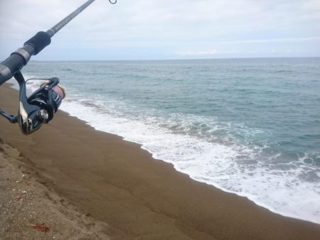 ミニでも一応青物