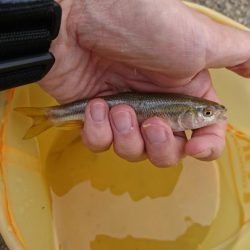 稲美町・喜瀬川小物釣り