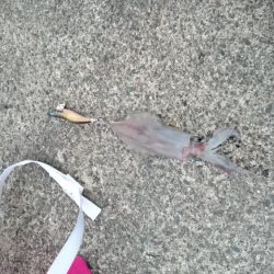 今年初ケンサキイカ