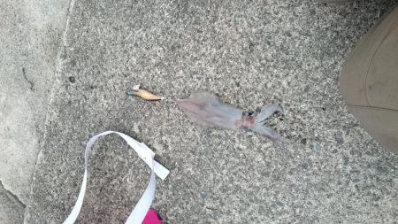 今年初ケンサキイカ