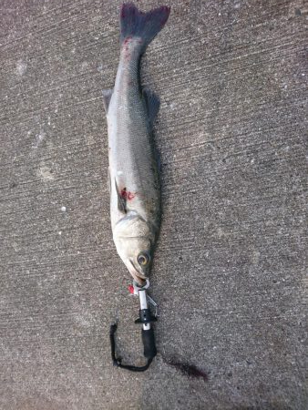 約１０年ぶりに