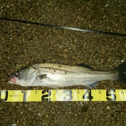 シーバス釣果
