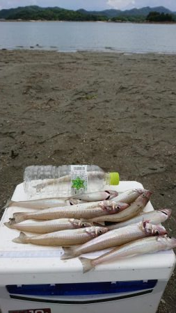 チニング&キス釣り