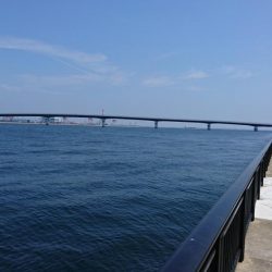 ツバス君、釣れてくれてありがとう。〜サゴシは手強い。