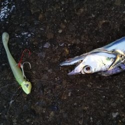 小型のがかなり来ています-タチウオ