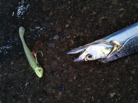 小型のがかなり来ています-タチウオ