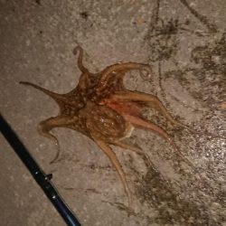 タコ、タチウオ、アジの３目