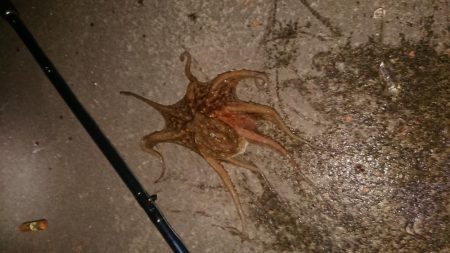 タコ、タチウオ、アジの３目