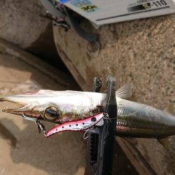 梅雨の合間の釣り日和