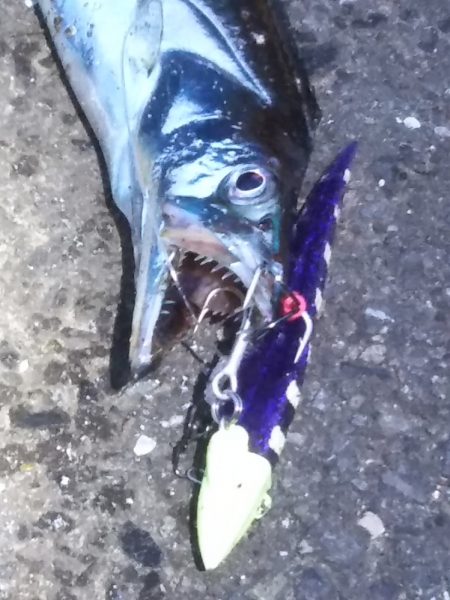 かなり渋めも……指3本を確保