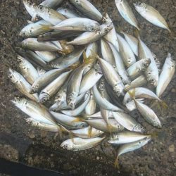 ﾌｧﾐﾘｰﾌｨｯｼﾝｸﾞ