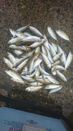 ﾌｧﾐﾘｰﾌｨｯｼﾝｸﾞ