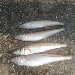 ｷｽ釣りからのﾂﾊﾞｽ