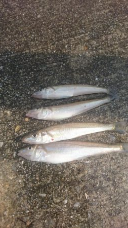 ｷｽ釣りからのﾂﾊﾞｽ