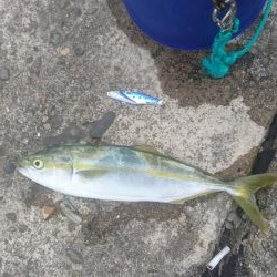 モジャッコ釣り