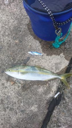 モジャッコ釣り