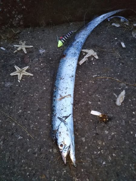 釣り座の確保が難しい……朝マヅメ