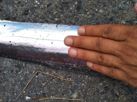 本日は時合い無し？？