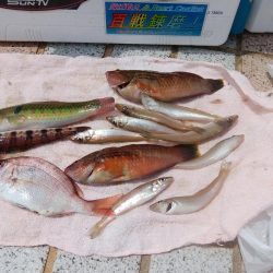 洲本周辺のキス情報