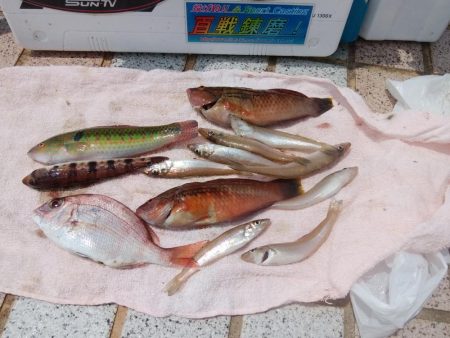 洲本周辺のキス情報