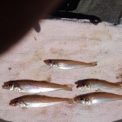 東二見西水道のキス情報