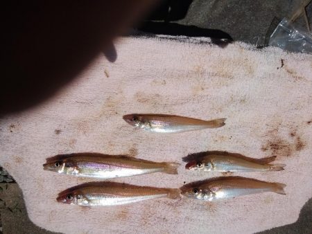 東二見西水道のキス情報