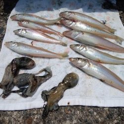 高砂港のキス情報